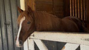 horse3